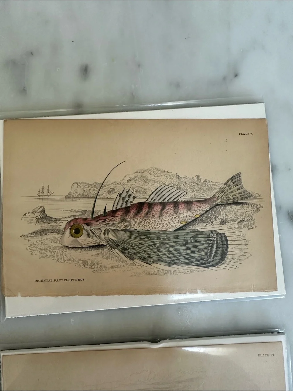1800s Natural History Jardine Prints Rare Fish 4”x6.5”